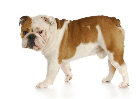 Bulldogger Definition & Meaning .